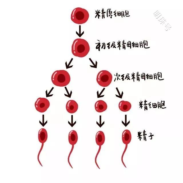 昆明送子鸟科普：备孕为什么要提前“三个月”？