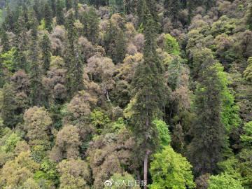 青藏高原二次科考团队发现成片高大的云南黄果冷杉原始森林