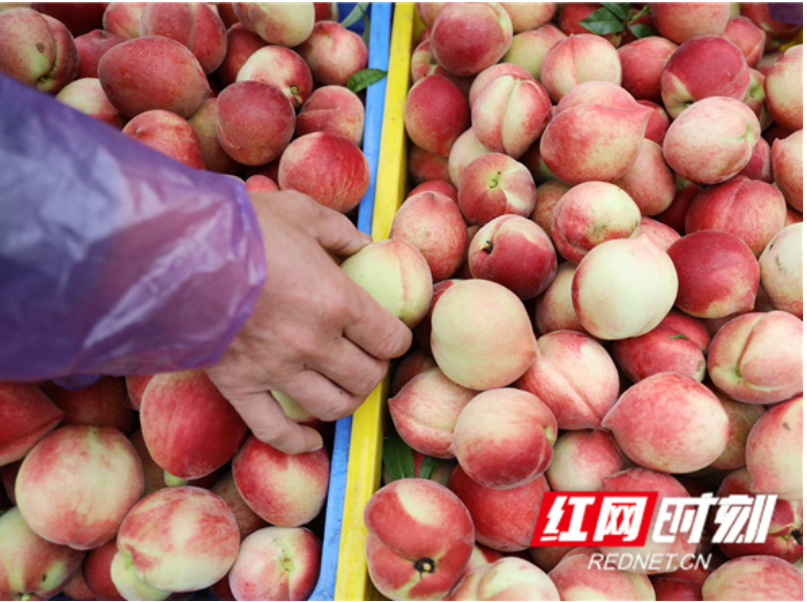湖南永州：3000多亩桃子陆续进入采摘期