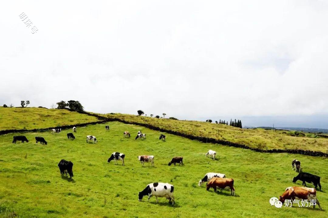 阳光嘉牧牧场迎来第二批500多头进口澳洲奶牛
