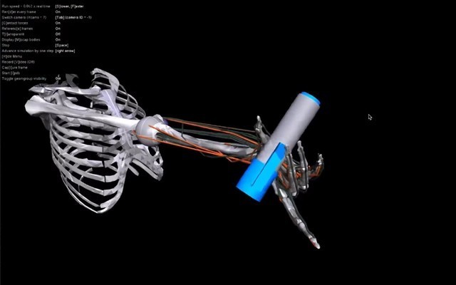 人工智能团队创造了一种工具，可建立逼真的肌肉骨骼模拟