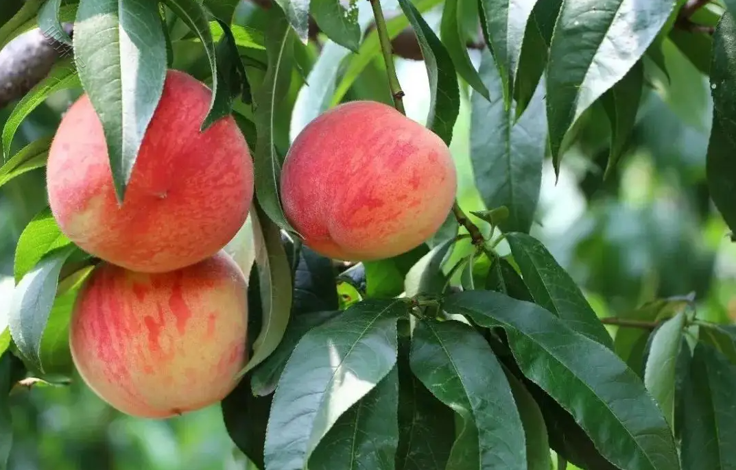 桃树结果长不大是什么原因？桃树膨果用什么水溶肥料好？