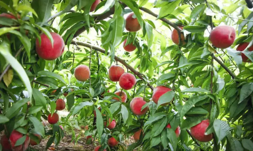 桃树结果长不大是什么原因？桃树膨果用什么水溶肥料好？