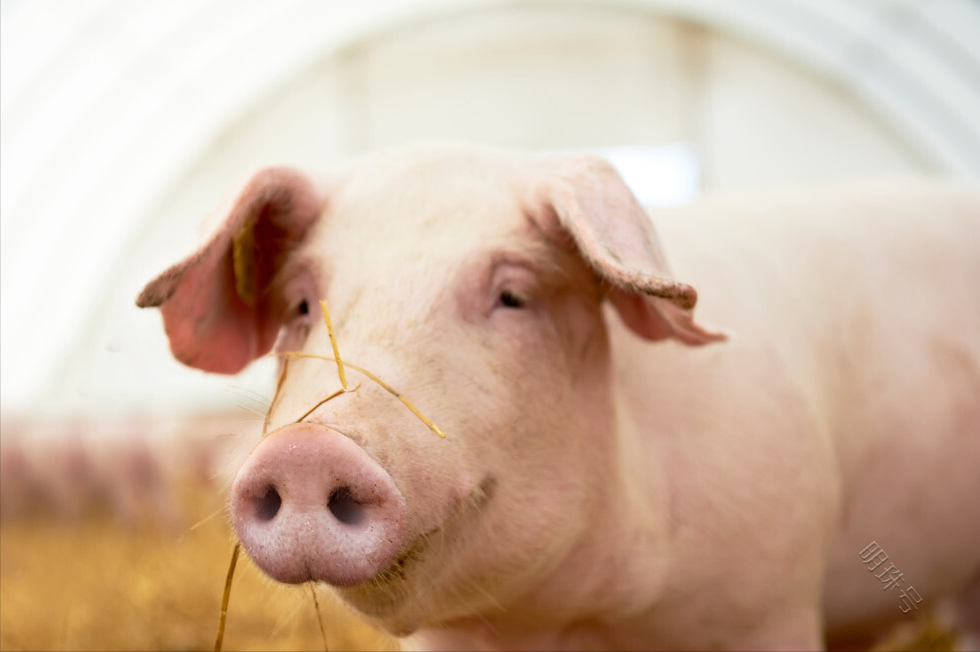 夏天养育肥猪要注意什么？夏天猪容易生什么病，养殖户快来学习