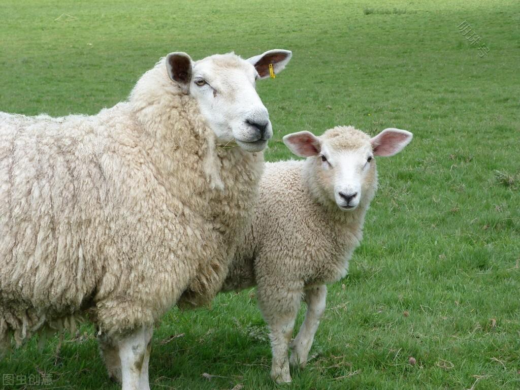 母羊产后得了厌食症怎么治疗？母羊产后不吃怎么调理