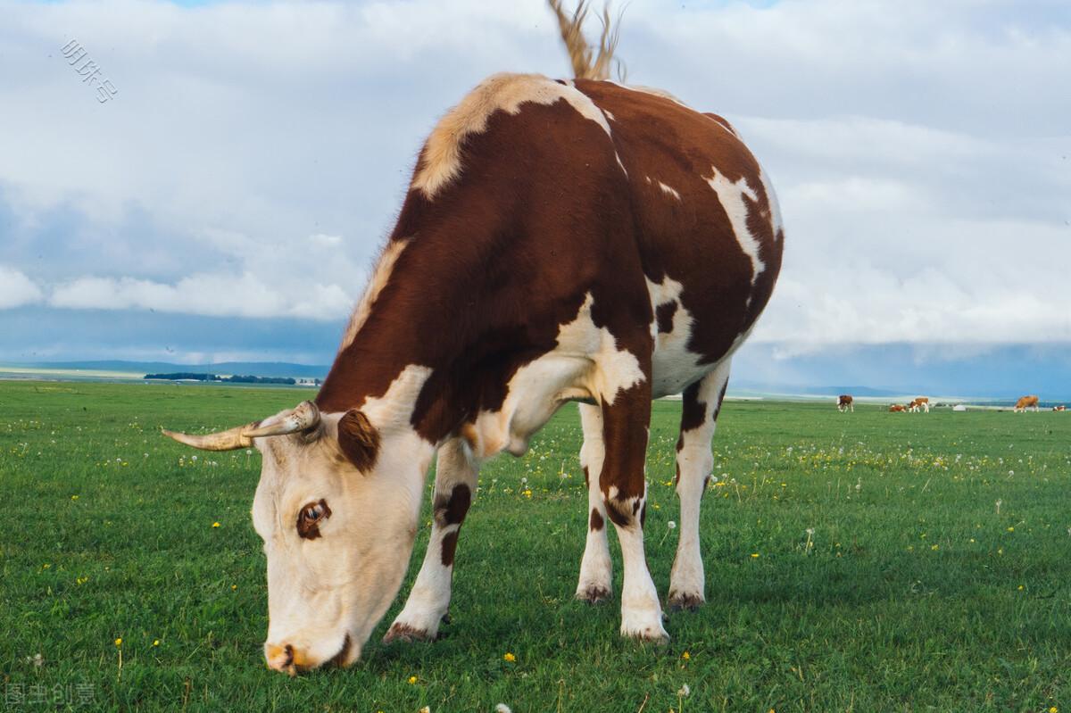 牛中暑用什么药管用？牛中暑的症状及方法