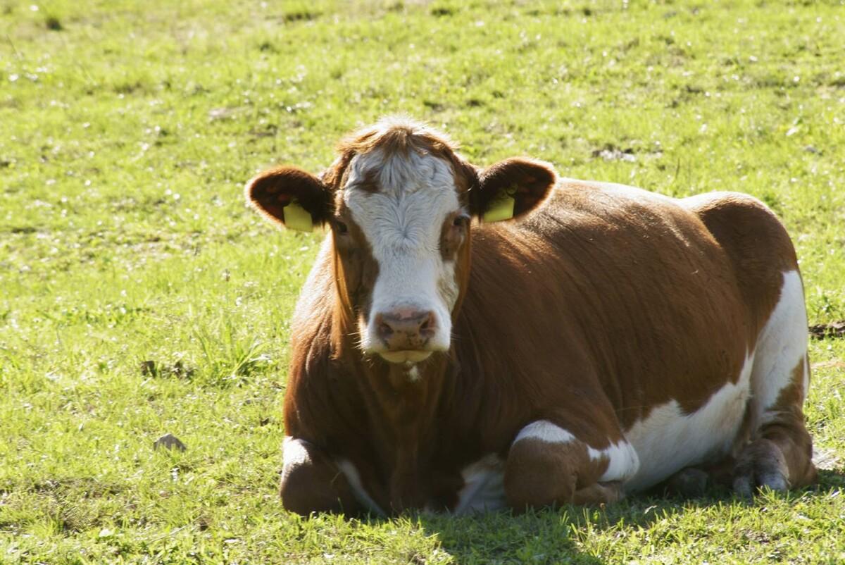 牛中暑用什么药管用？牛中暑的症状及方法
