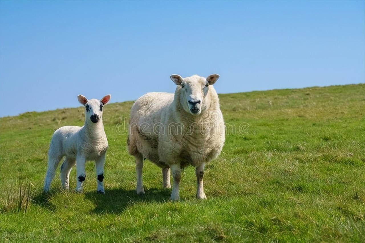 母羊产后得了厌食症怎么治疗？母羊产后不吃怎么调理