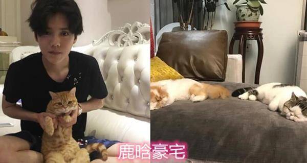 鹿晗养了许多的猫，猫咪躺在布艺沙发上边，看上去十分的悠闲