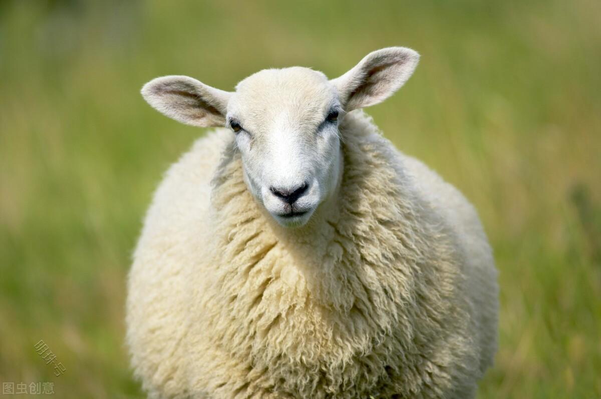 羊吃什么饲料长得快又肥？羊喂什么饲料追肥快
