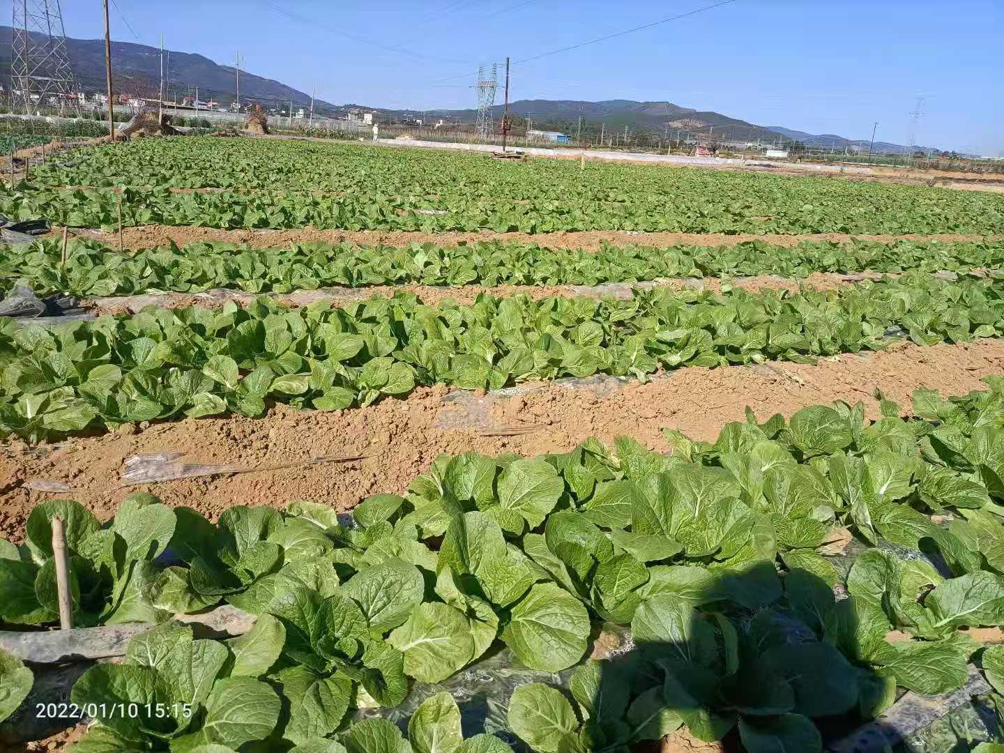 种植蔬菜育苗后怎么管理您了解吗？蔬菜育苗后需要施肥吗？