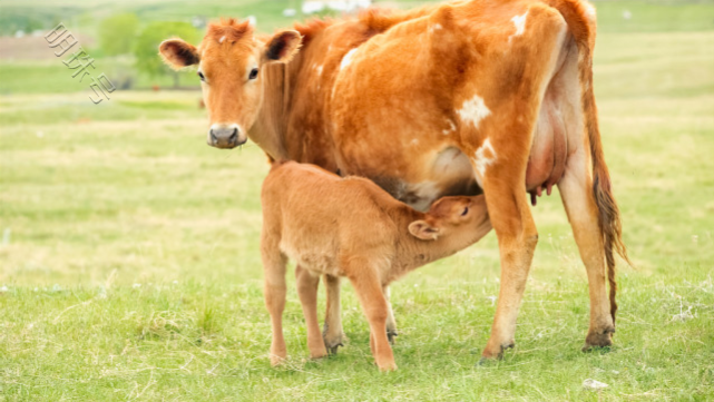 母牛产前怎么喂养？怀孕母牛喂养方法，养殖户快了解
