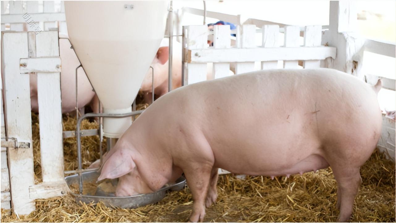 怀孕母猪怎么喂食比较好？母猪的饲养与管理技术，养殖户快来学习