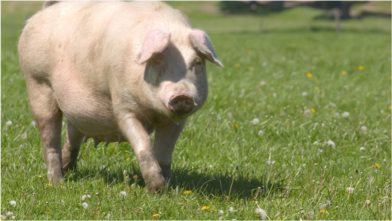怀孕母猪怎么喂食比较好？母猪的饲养与管理技术，养殖户快来学习