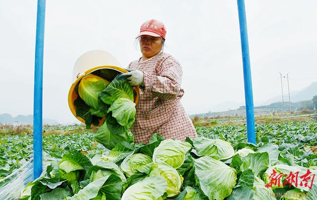 江永：“菜篮子”助力乡村振兴(图3)
