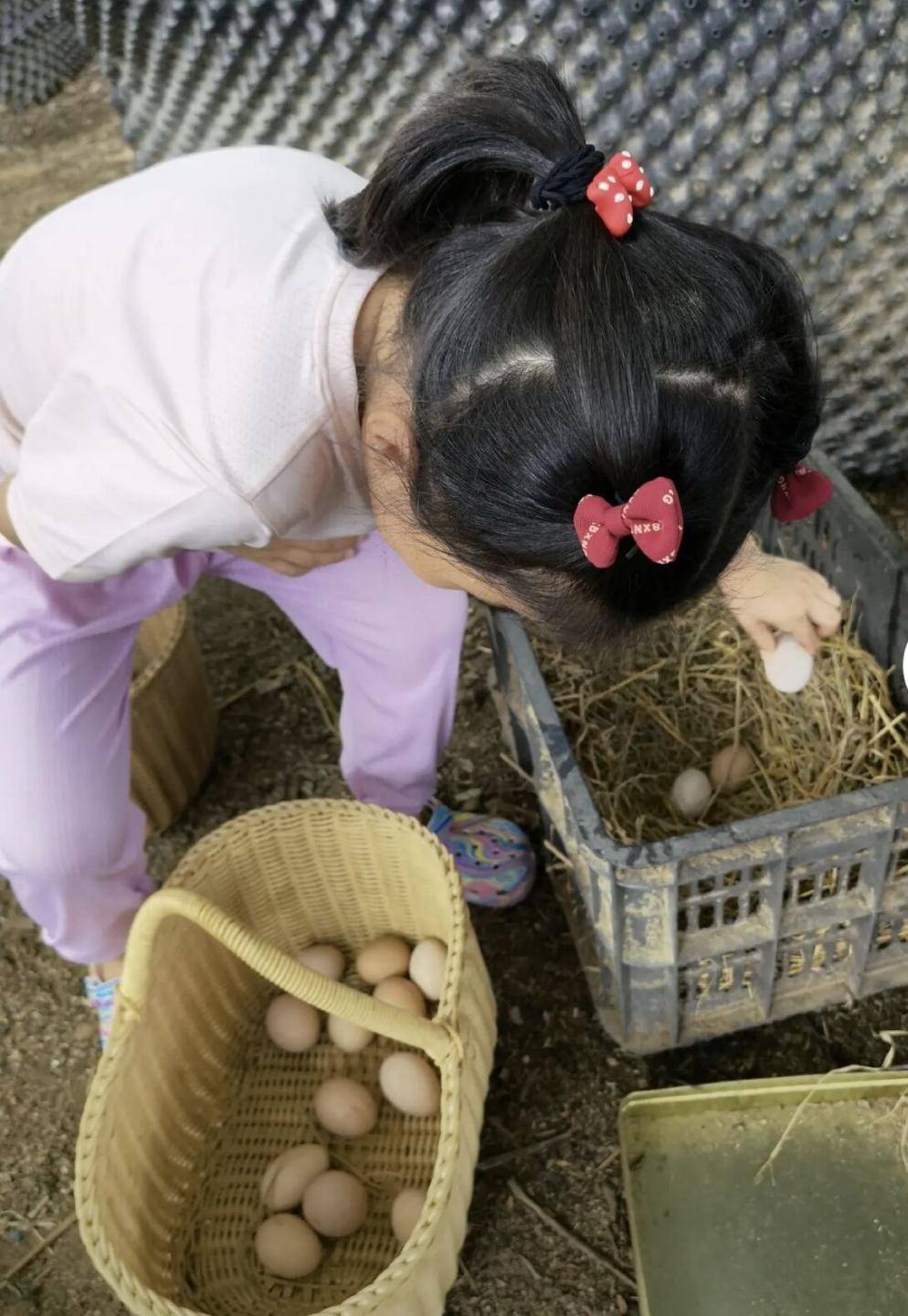 王楠带娃体验农村生活，亲自下地摘花生，俩娃蹲地上捡鸡蛋不嫌脏