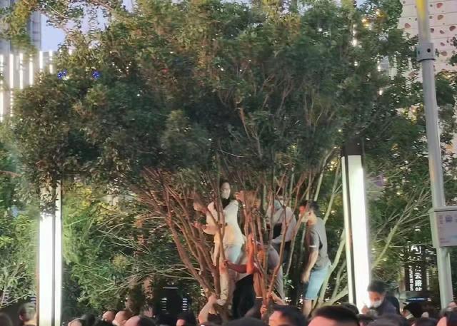 许巍昆明开露天演唱会，歌迷爬树上房观看，更有网友称看了想辞职