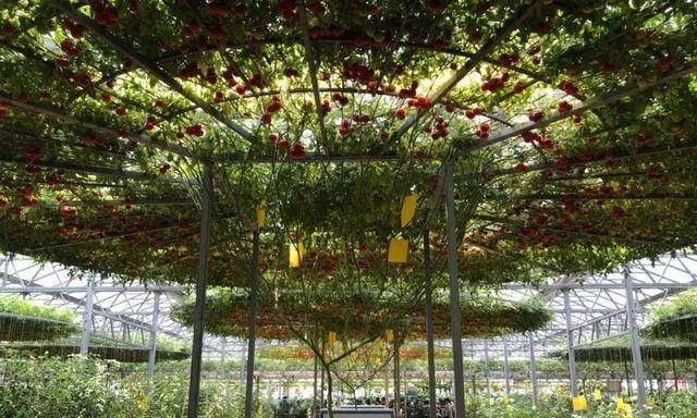 西红柿养成树，1年能结6000斤果，巨无霸第一次见
