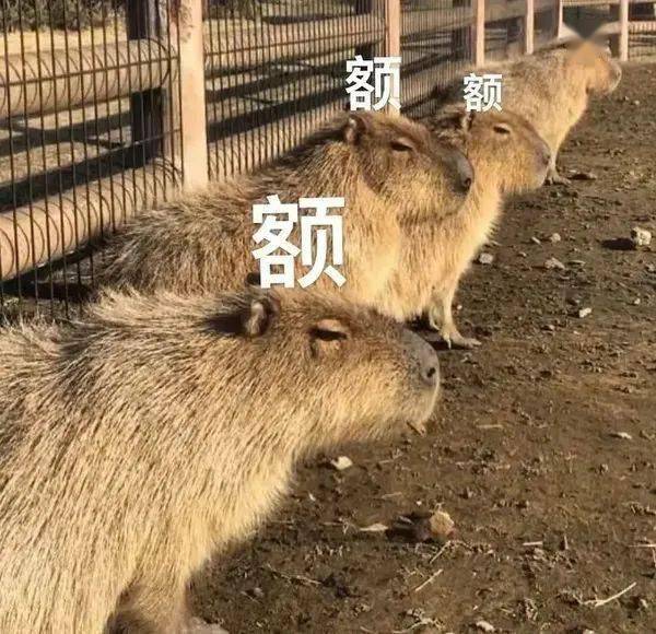 E句话| 余华知说念咱们说他像小狗啦?