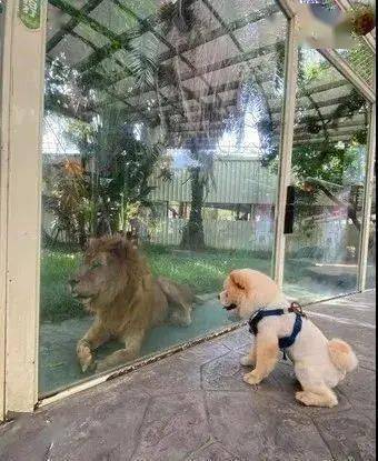 松狮跑到动物园认亲，狮子：啥玩意儿？