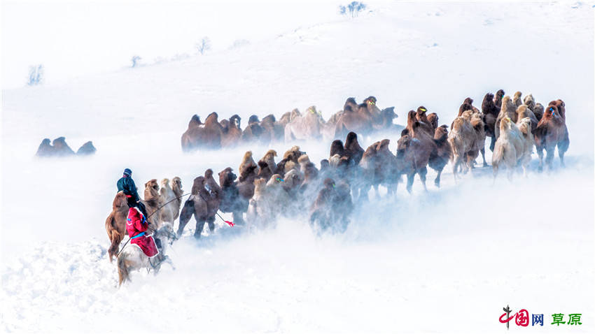 |到冰天雪地的乌兰布统邂逅冬日“雪原精灵”（组图）