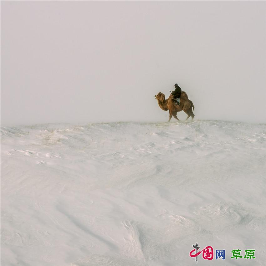 |到冰天雪地的乌兰布统邂逅冬日“雪原精灵”（组图）