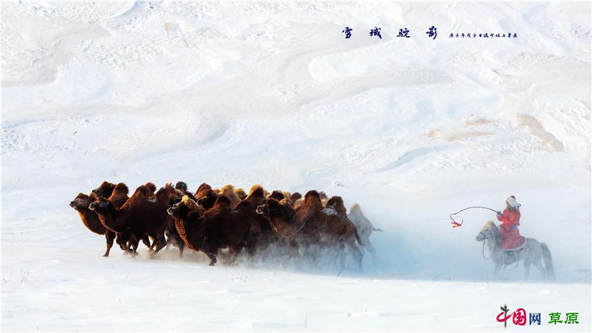 |到冰天雪地的乌兰布统邂逅冬日“雪原精灵”（组图）