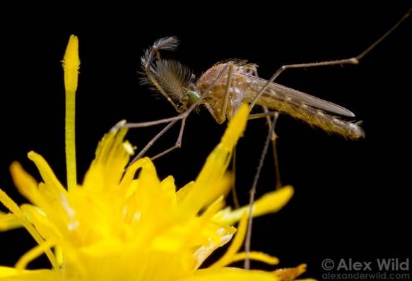 漫画｜科学家揭示疟疾媒介按蚊婚飞和求偶奥秘，成控蚊新途径
