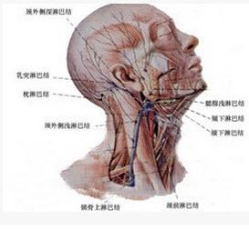 因为颈部分布着很多淋巴组织,这些淋巴组织本身可以发挥免疫功能.