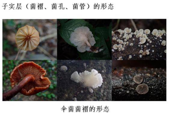 踏青?一起去寻那绚丽多彩的蘑菇(最全指南请收好)