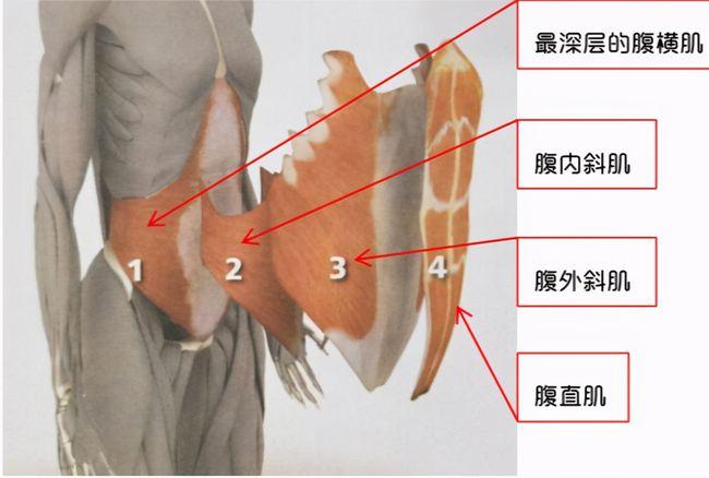 平板支撑能减掉小肚子吗,应该怎么做?