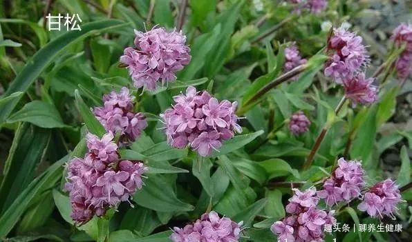 一味良药泡水喝，善治心慌、失眠、胃痛、胸腹胀等症状，值得了解