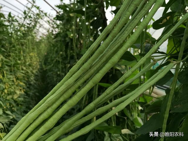 磷酸二氢钾不能与这些药剂混用，否则容易造成药害