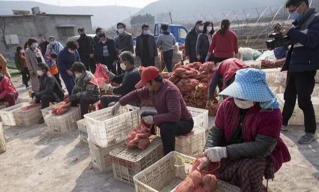 农村种植烟薯，价格虽有跌涨，利润也可观，种植三亩总比打工强