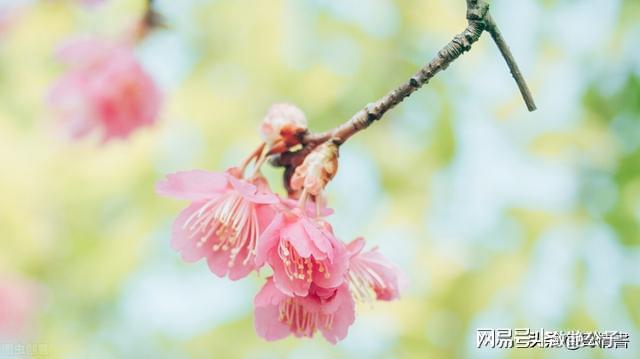 妻子不顾丈夫反对，选择和男闺蜜外出旅游，回家后发现换了女主人