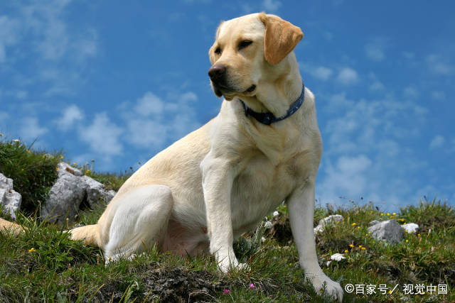 这4种犬，是最好训练的优秀伴侣犬，有你家的爱犬吗？