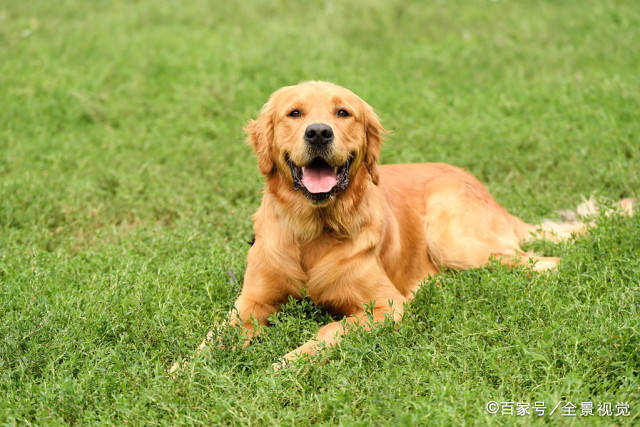 这4种犬，是最好训练的优秀伴侣犬，有你家的爱犬吗？