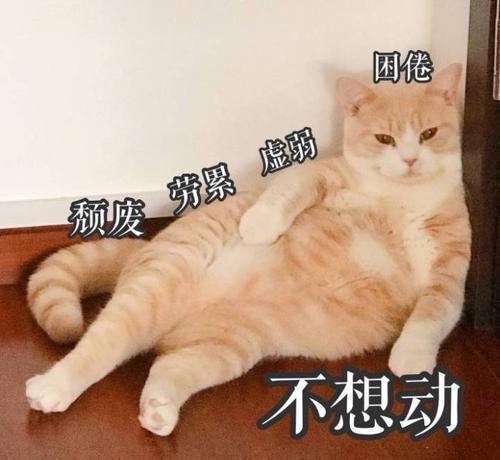 你的猫爱你有多深？从这9个行为可以看出来