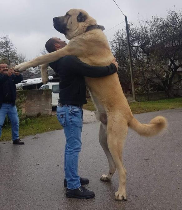 铲屎官和大型犬的日常照 拥抱变成了甜蜜的负担