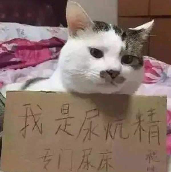 猫咪有这些奇葩行为，居然是它聪明的表现？