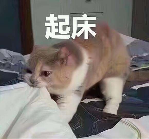 “跟猫睡”的好处有很多，怪不得越来越多人养猫