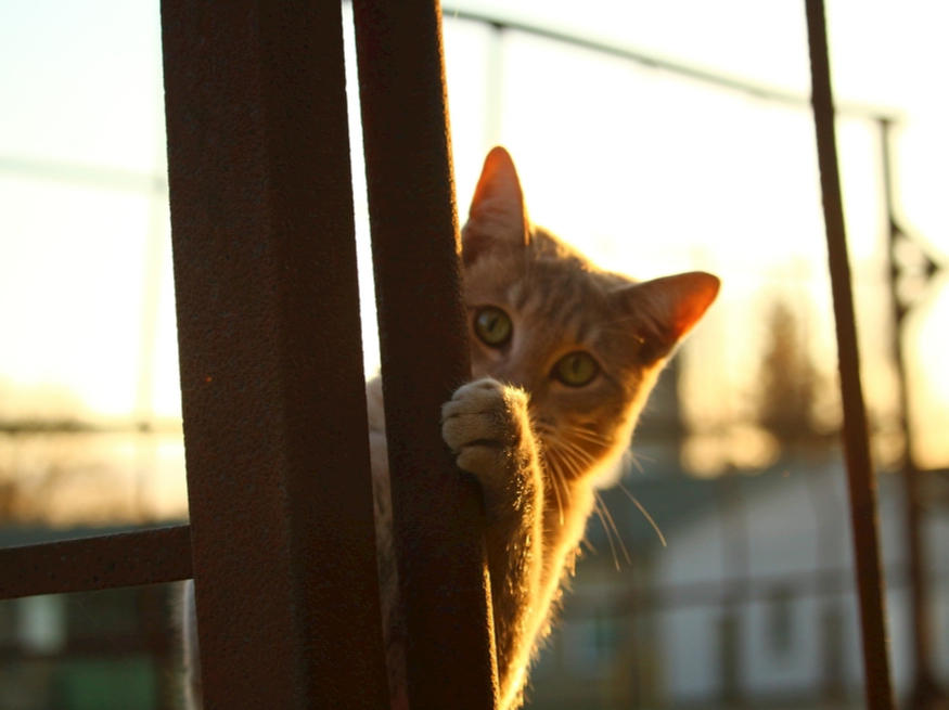 对猫咪的爱，从正确选择猫咪羊奶粉开始