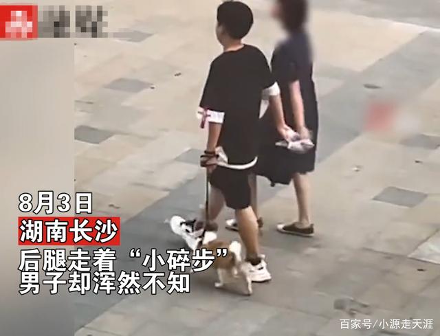 笑哭！湖南一男孩遛狗和女生闲聊，狗子被拽脚离地，艰难蹦跶行走