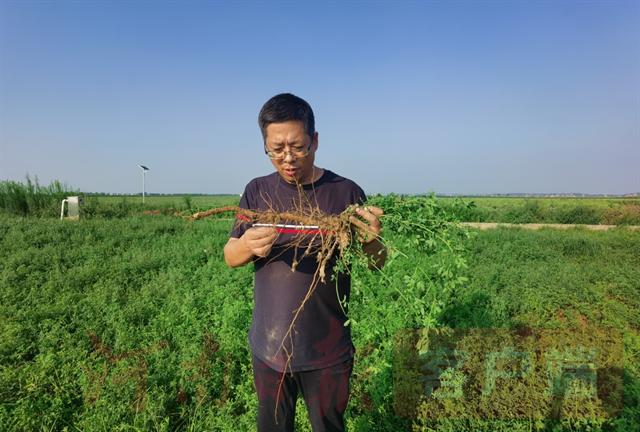 系列报道之二十 胡华锋：加强灾后饲草科学管理，保住家畜“口中粮”