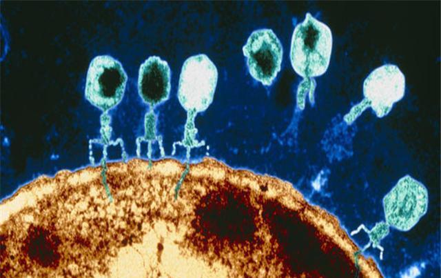 外表十分科幻，还是细菌天敌，噬菌体有何奇特之处？