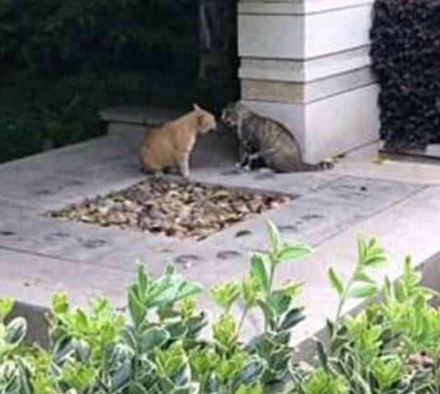 虎斑猫遇上橘猫, 一招锁喉制服, 橘猫立马怂了!