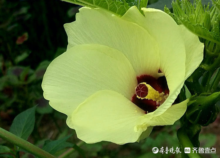 8月5日,在郯城县马头镇马西社区一农家院门口农户种植的黄秋葵开花了