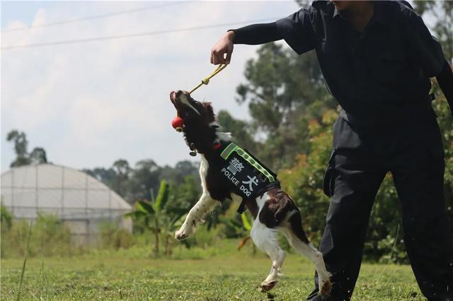 授名字、穿警服、戴胸牌！这一刻四只萌犬正式入警！