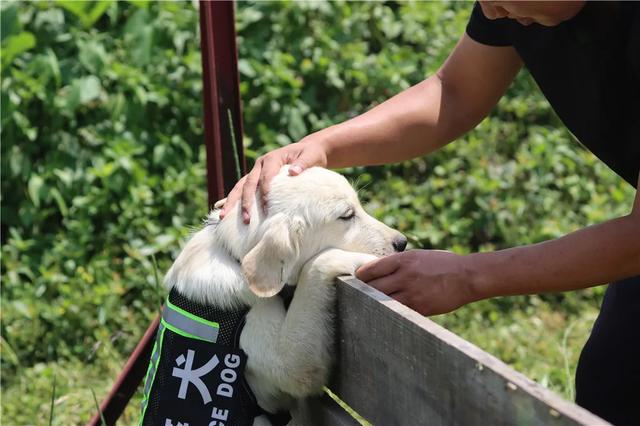 授名字、穿警服、戴胸牌！这一刻四只萌犬正式入警！