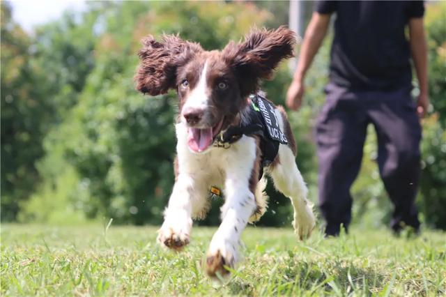 授名字、穿警服、戴胸牌！这一刻四只萌犬正式入警！